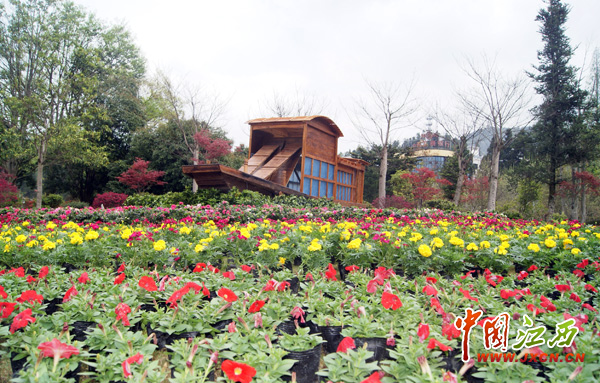 2000盆杜鹃盆景井冈绽放 引爆四月井冈赏花热潮