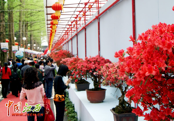 2000盆杜鹃盆景井冈绽放 引爆四月井冈赏花热潮