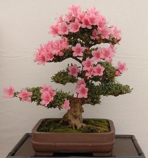 盆景杜鹃大如圆桌