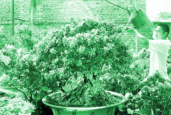 [图文]奇丽杜鹃盆景放异彩