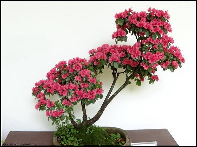 【记者即时播报】140多盆精品杜鹃盆景亮相滨江森林公园