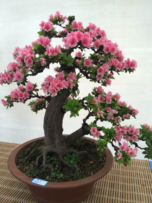 杜鹃盆景的冬季管理