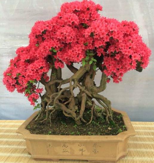 浙江嘉善:中国盆景艺术大师 授艺杜鹃盆景制作(2/3)