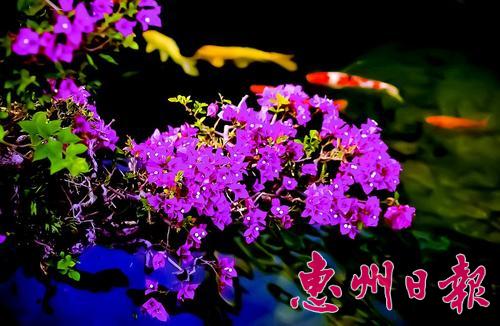 盆景簕杜鹃花开红艳艳