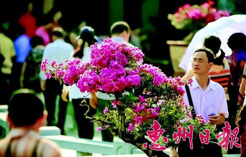 盆景簕杜鹃花开红艳艳