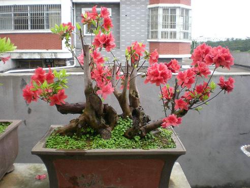 古猗园举行杜鹃盆景展