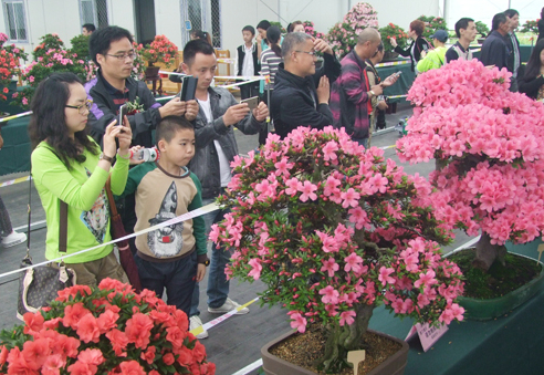 浙江：首届精品杜鹃盆景展开展
