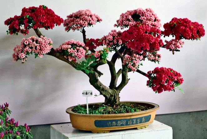 上海古猗园办杜鹃盆景展 150盆精品树龄均超30年