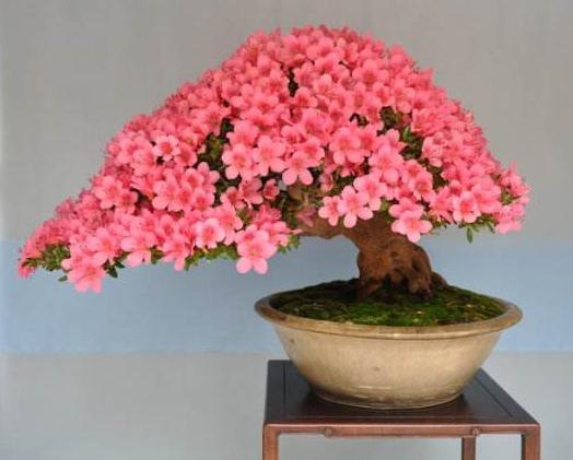 杜鹃变盆景 身价翻10倍