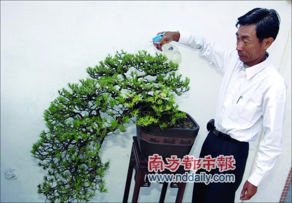 山松盆景 盆盆有奖拿