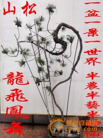 藏宝国的飞龙在天盆景山松