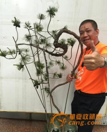 藏宝国的飞龙在天盆景山松