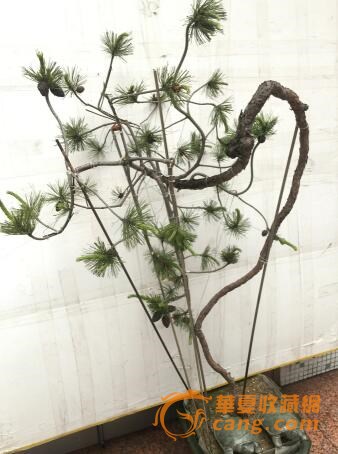 藏宝国的飞龙在天盆景山松