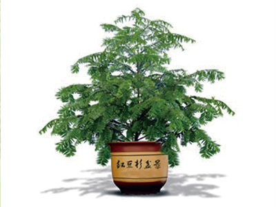 红豆杉盆景在我黄山市研发成功