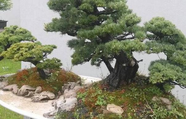 红豆牌红豆杉盆景率先走出品牌化经营道路