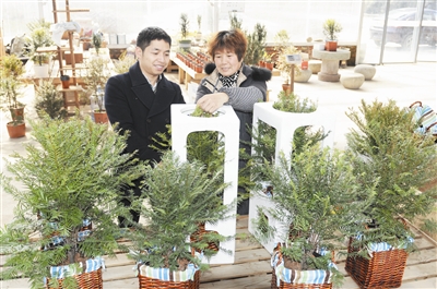 红豆杉盆景成市民&ldquo;新宠&rdquo;