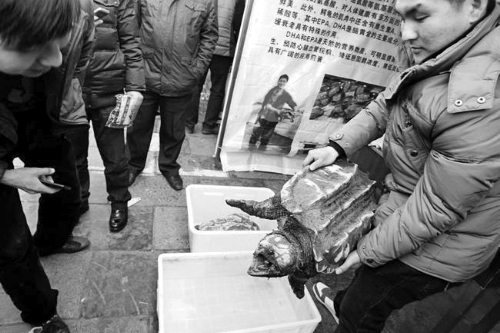 红豆杉盆景、鳄龟养殖你相中哪个?