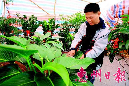 图3:昨日,在麦地东路的花市,工人正在擦拭植物。本组图片本报记者魏云鹤摄