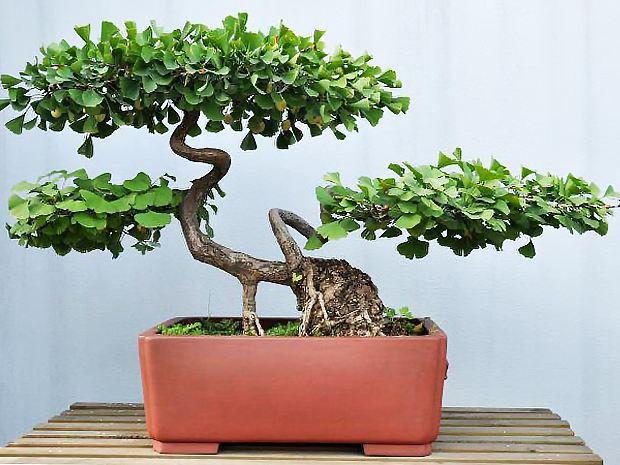 银杏被“截肢”只为做盆景 犯罪嫌疑人被逮捕