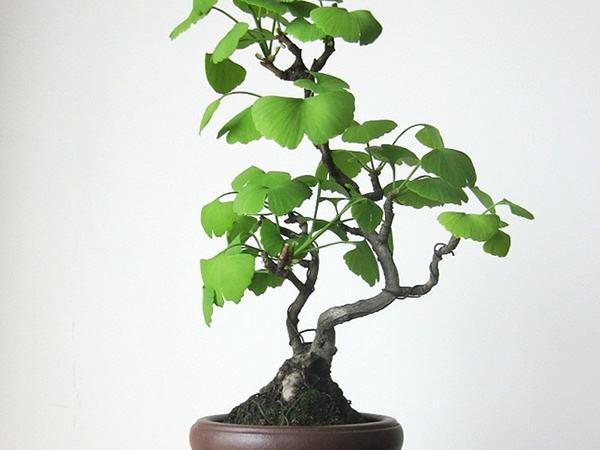 银杏树瘤长成罕见盆景