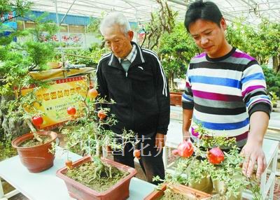 郑州选育出新品月季石榴 制作盆景效果更好