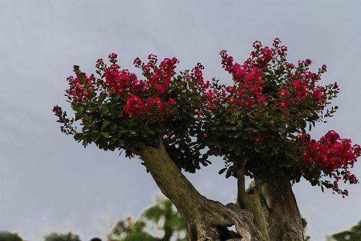 河南南阳打月季品牌展盆景艺术 喜迎农运会