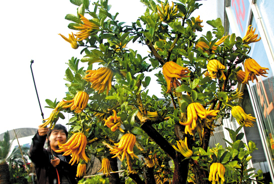 佛手盆景受欢迎