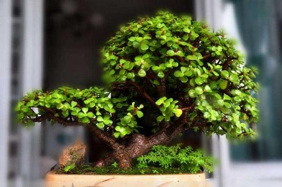 古猗园竹盆景&ldquo;金枝玉叶&rdquo;展尽显枝叶秀美