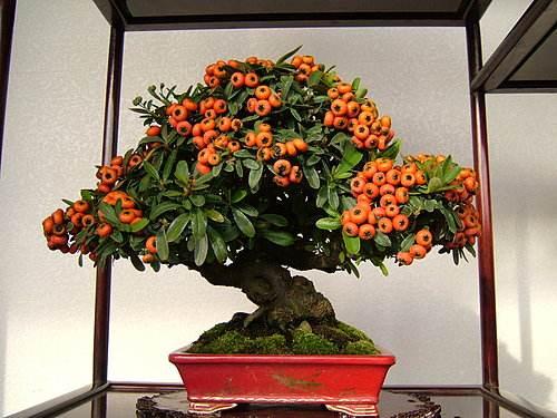 火棘盆景赏析二则