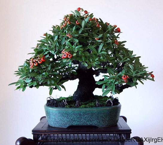 火棘盆景在春秋两季容易发生虫害