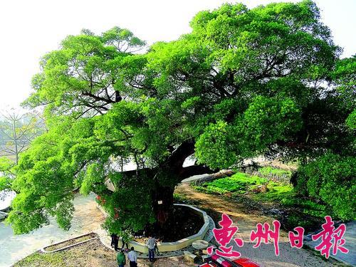 359岁老榕树如巨型盆景