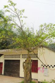 干枯的树桩上重新长出了新枝。宋成均 摄