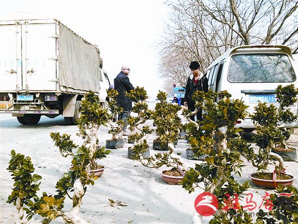 榕树盆景在遂平热销