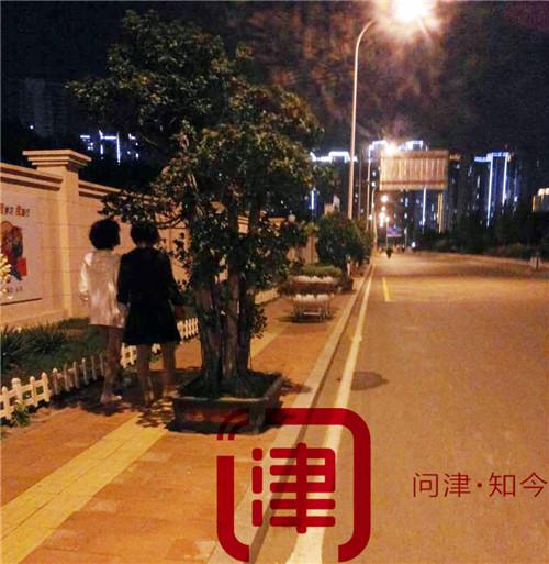 行人鞠躬 盲人挨撞!塘沽榕树盆景“霸占”便道