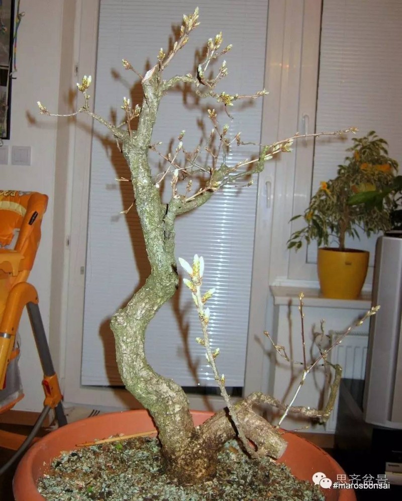 图解 文人橡树盆景从山采到成型的过程