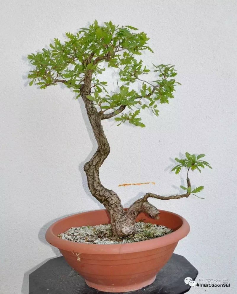 图解 文人橡树盆景从山采到成型的过程