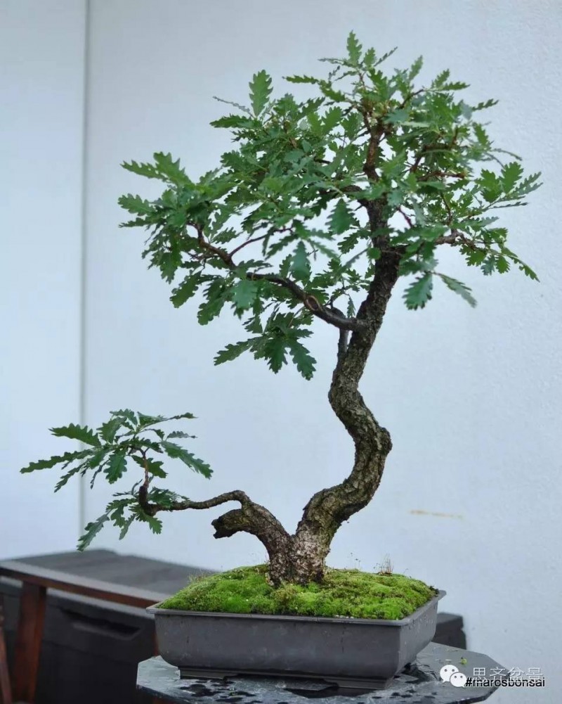 图解 文人橡树盆景从山采到成型的过程