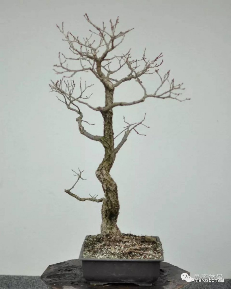 图解 文人橡树盆景从山采到成型的过程