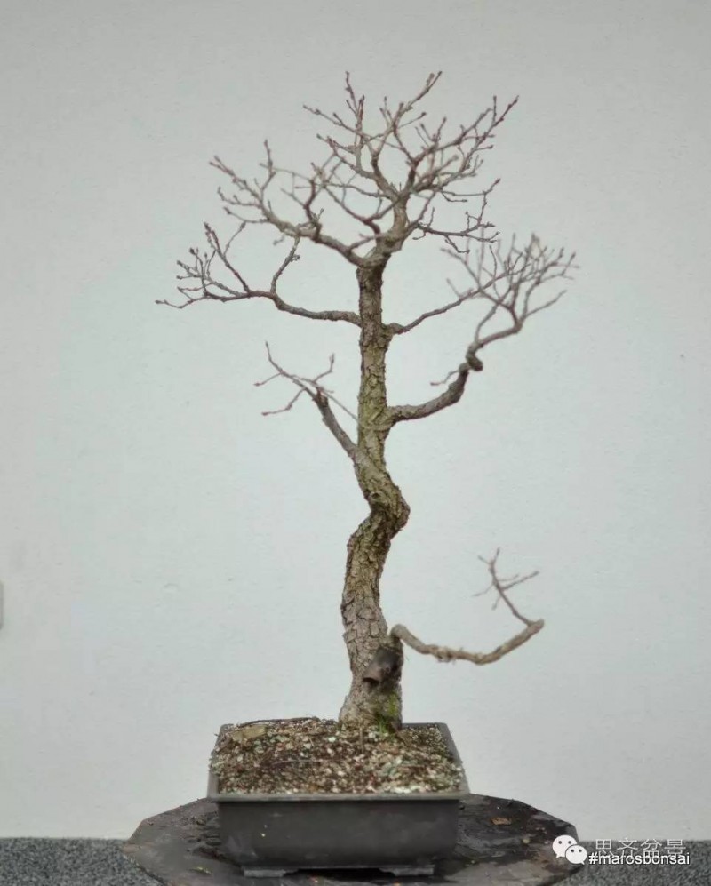 图解 文人橡树盆景从山采到成型的过程