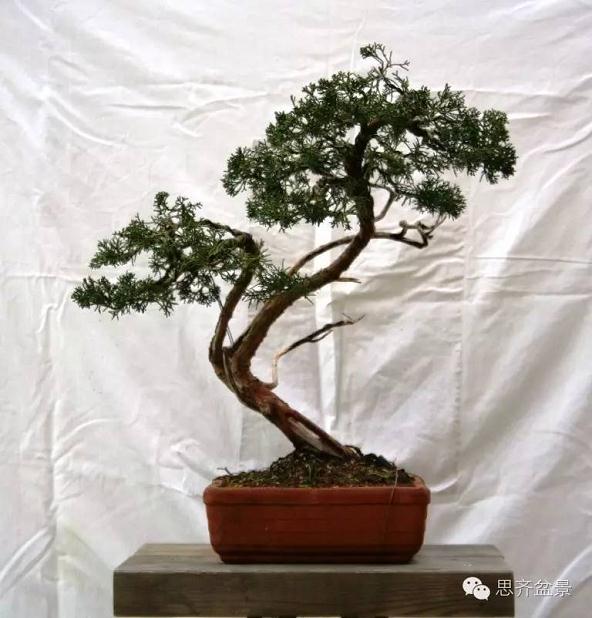 图解 柏树盆景怎么设计造型的过程
