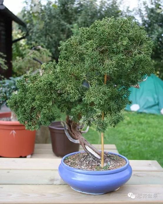 图解 柏树盆景怎么设计造型的过程