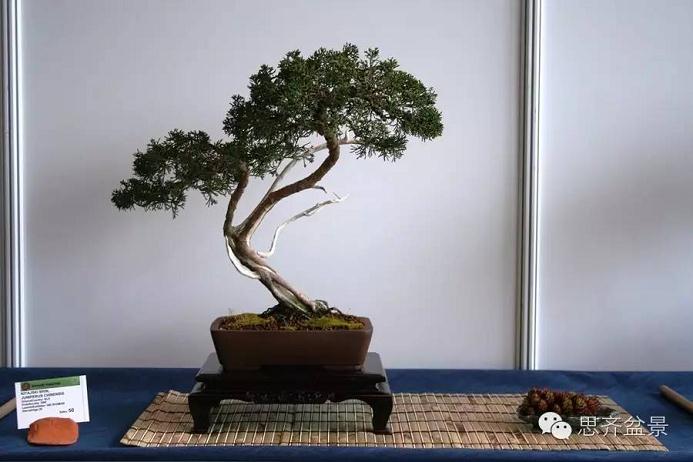 图解 柏树盆景怎么设计造型的过程