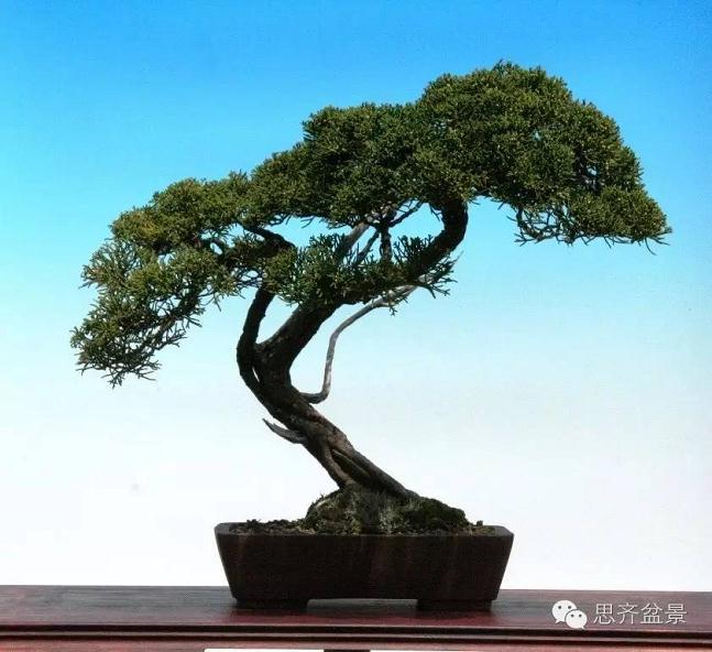 图解 柏树盆景怎么设计造型的过程