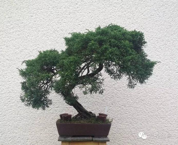 图解 柏树盆景怎么设计造型的过程