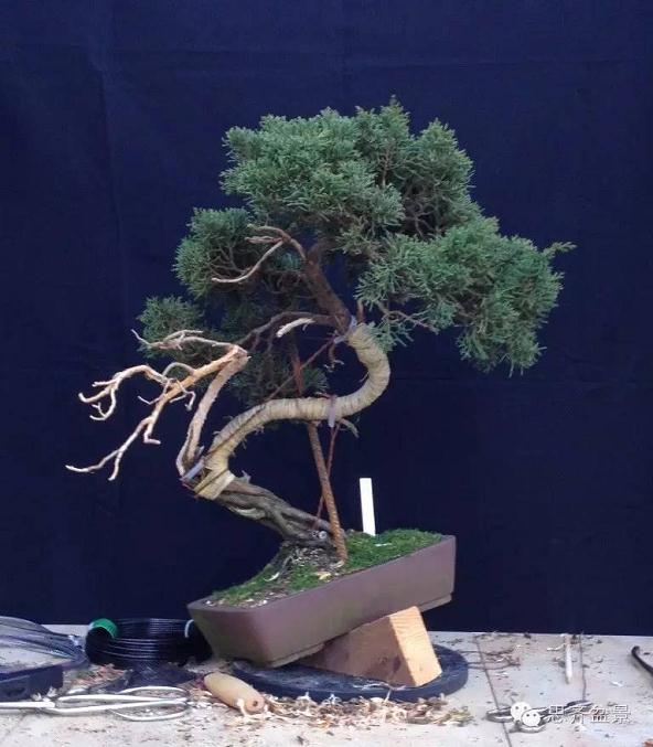 图解 柏树盆景怎么设计造型的过程