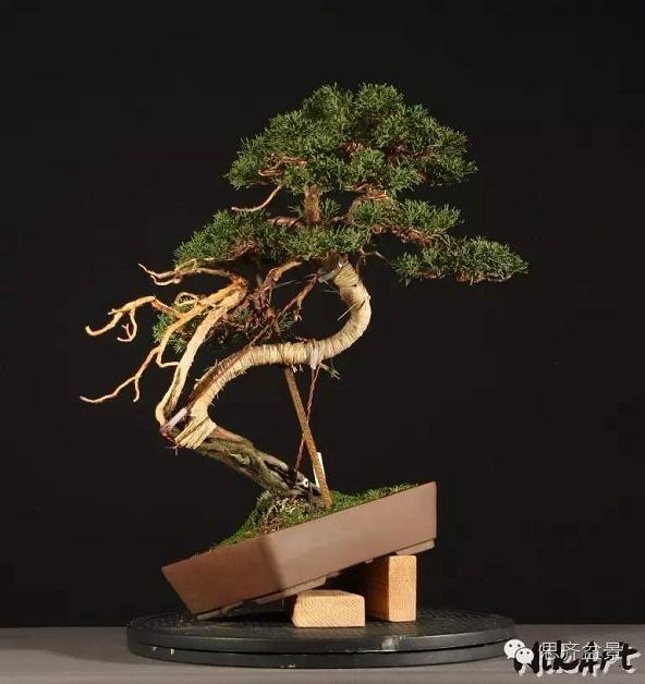 图解 柏树盆景怎么设计造型的过程