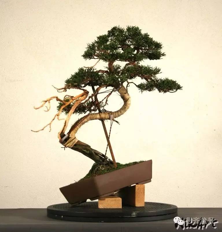 图解 柏树盆景怎么设计造型的过程