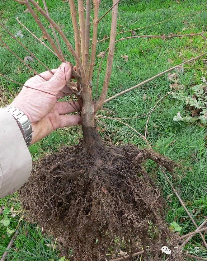 盆景学堂 | 三角枫盆景素材的培育日常