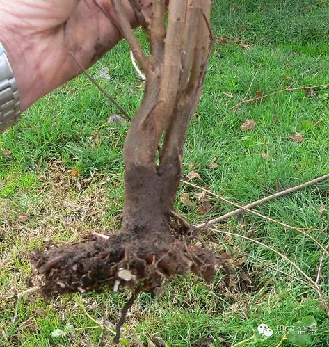 图解 三角枫盆景素材怎么培育的方法