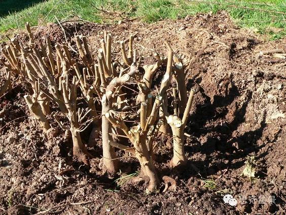 图解 三角枫盆景素材怎么培育的方法